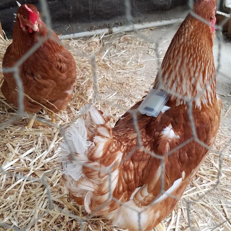 chicken wearing a backpack sensor